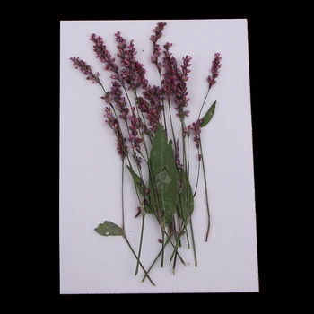12 kom. Prirodne prešani suhog cvijeća Grane DIY Scrapbooking Umjetnost Obrt Torbica za telefon Vodoravno razglednica Psychose